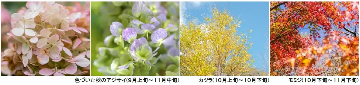 秋のアジサイ、カツラ、モミジ