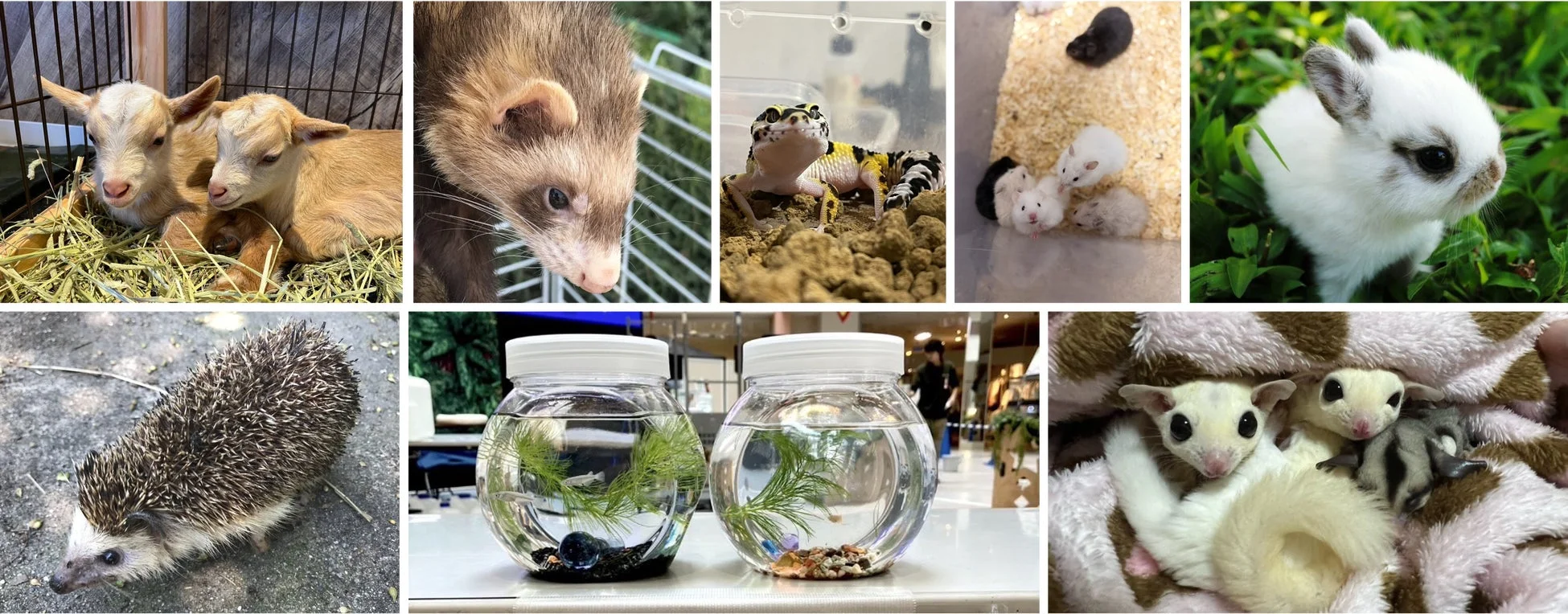 移動動物園