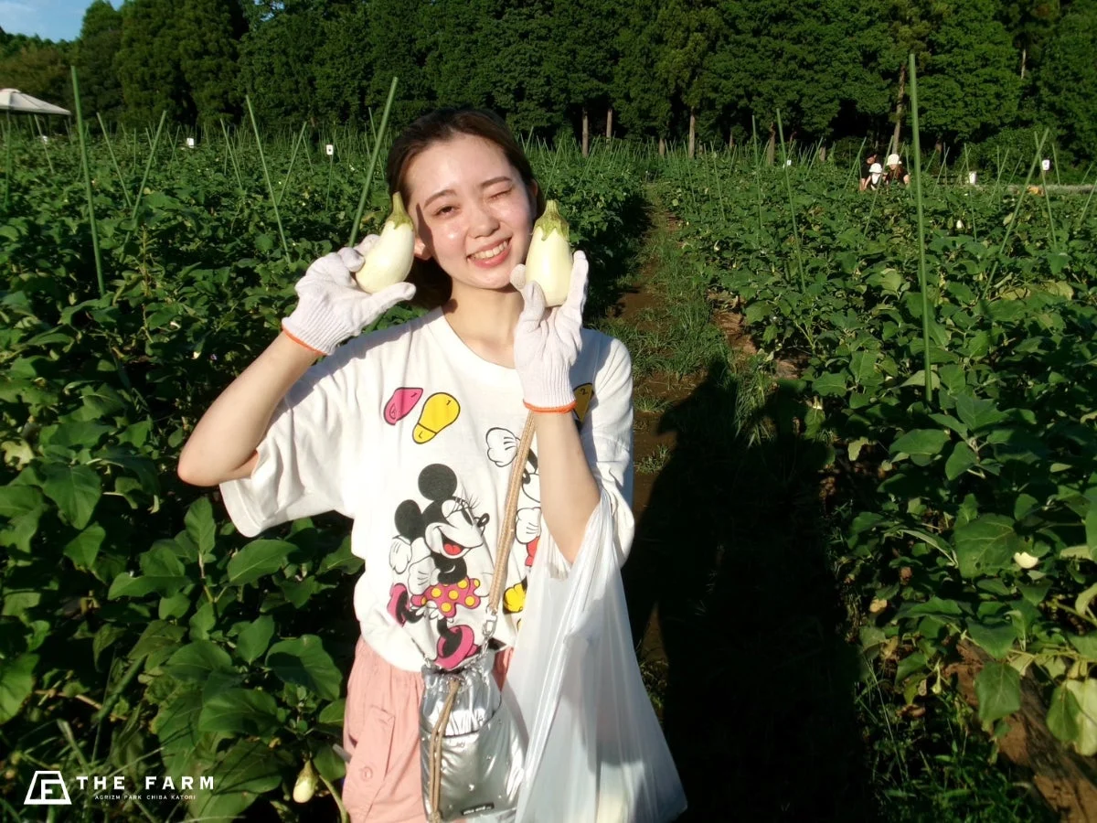 畑でナスを収穫する女性