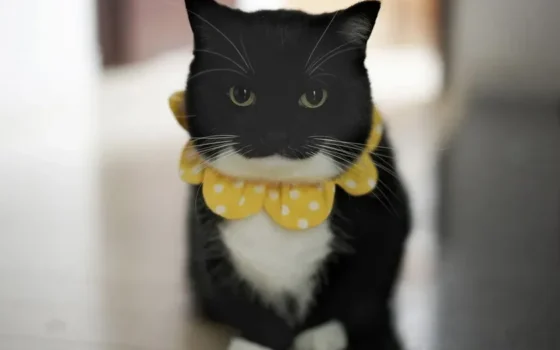 SNSで大人気の猫たちが名古屋に大集合！「ねこ休み展 秋 2026」で癒しとワクワクの秋を満喫しよう！