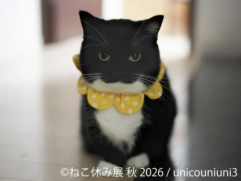 SNSで大人気の猫たちが名古屋に大集合！「ねこ休み展 秋 2026」で癒しとワクワクの秋を満喫しよう！