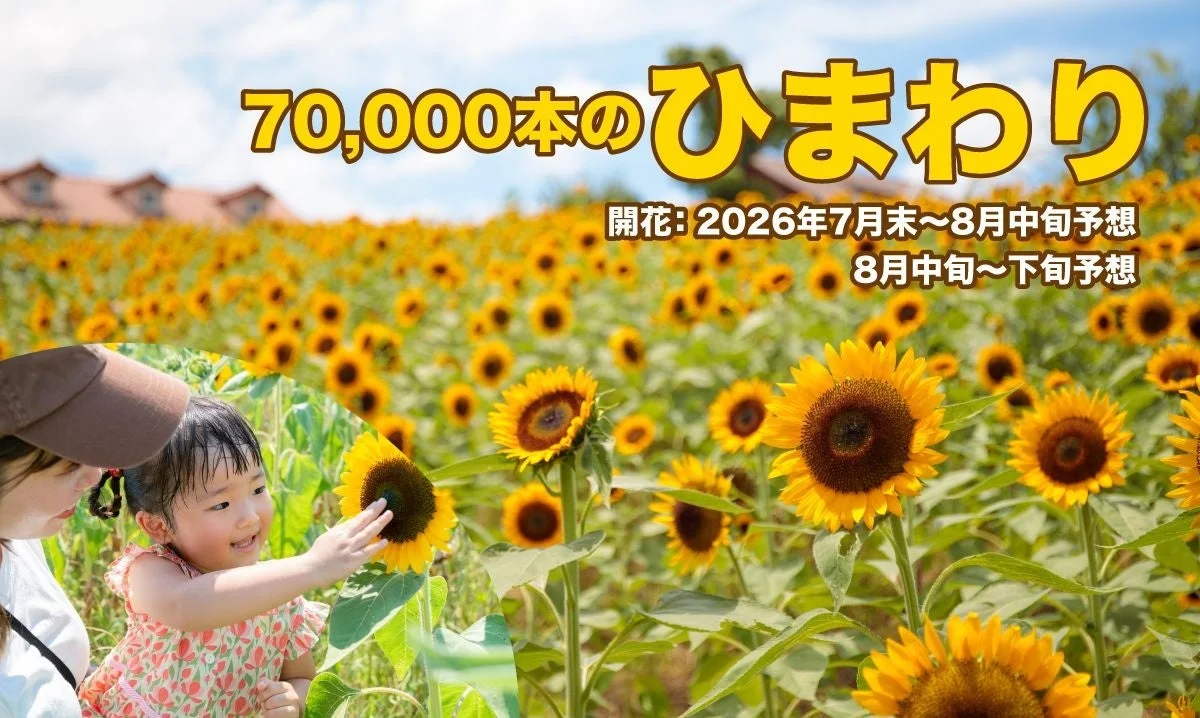 広大なひまわり畑で、一人の大人が子供と一緒にひまわりの花に触れている様子が写っています。70,000本のひまわりが咲き誇る夏の風景で、2026年の開花時期が記載されています。
