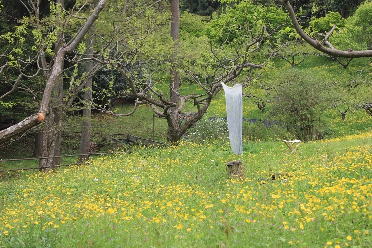 黄色い花畑に白いオブジェ