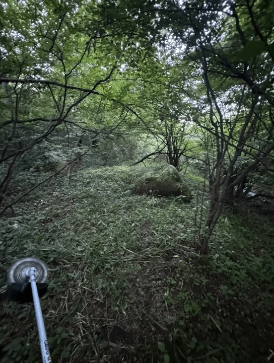 鬱蒼と茂る森の中で草刈り機を使って作業をしている様子