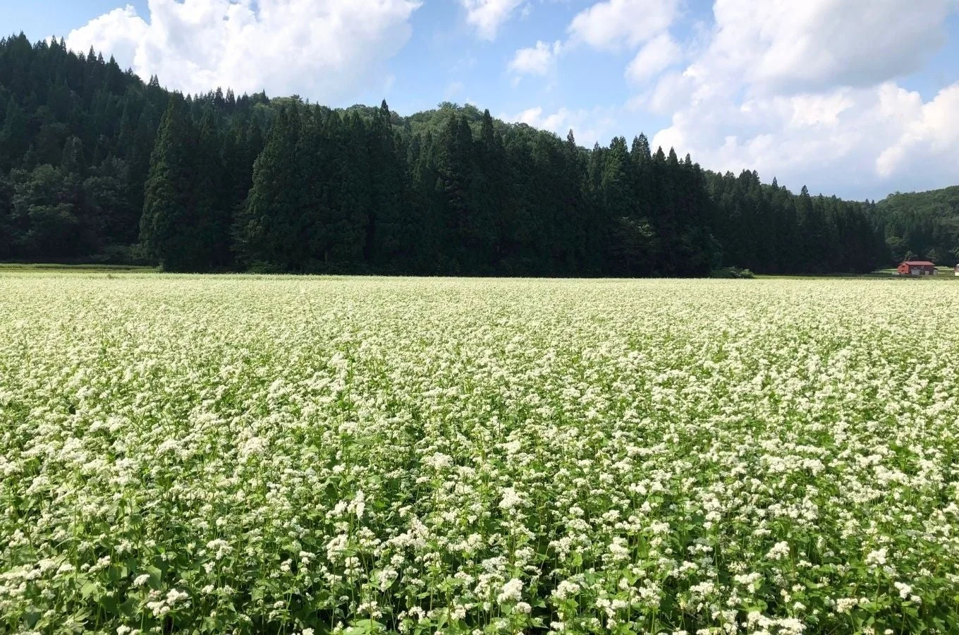 白いそばの花が広がる広大な畑が手前に広がり、その奥には濃い緑の針葉樹林が連なっています。青空には白い雲が浮かび、穏やかな夏の田園風景が広がります。