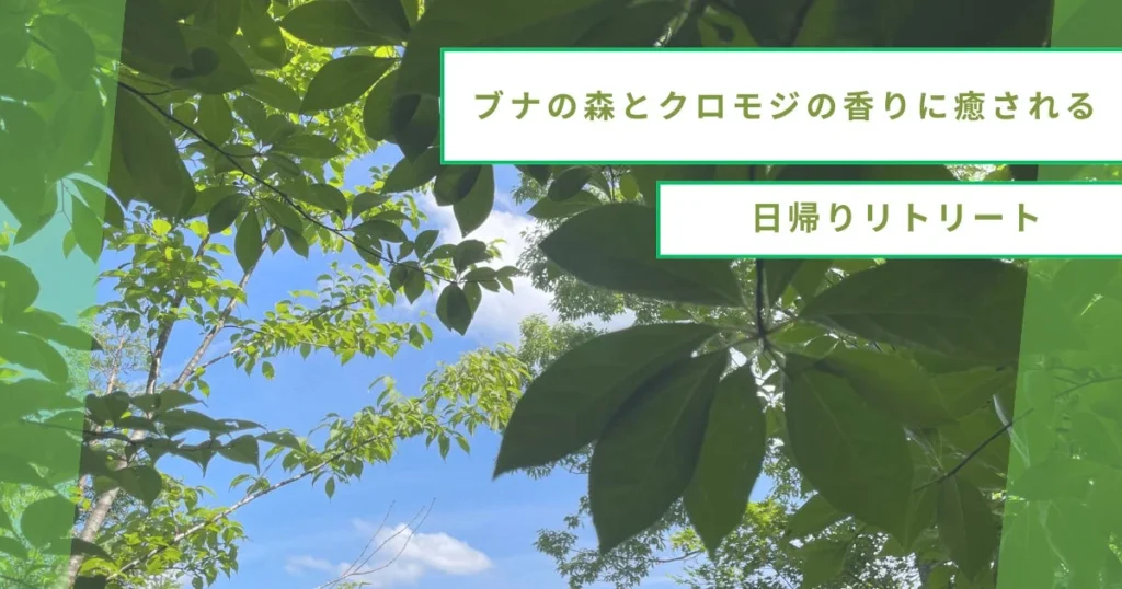 山形・小国町で心と体を癒す日帰りリトリート!ブナの森とクロモジの香りに包まれる特別な一日