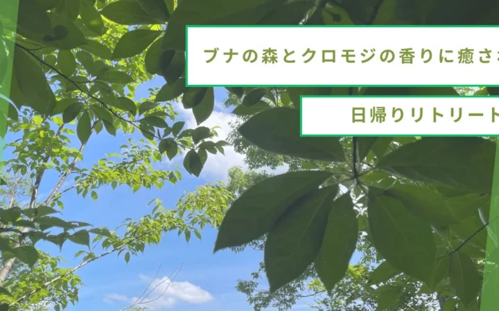 山形・小国町で心と体を癒す日帰りリトリート！ブナの森とクロモジの香りに包まれる特別な一日