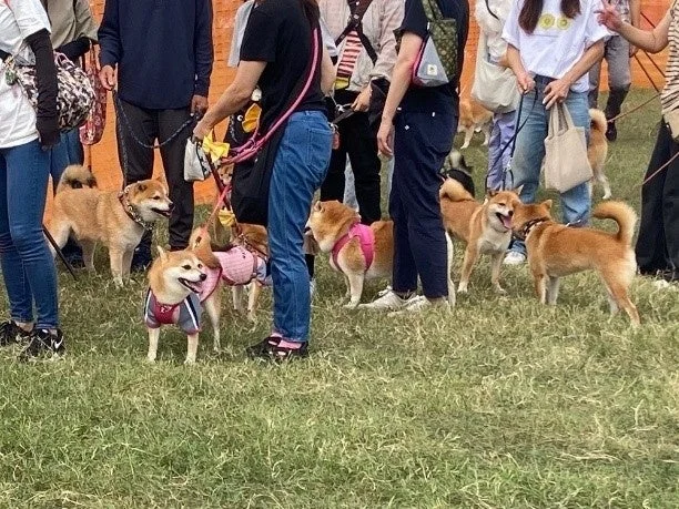 草原に集まる多くの柴犬と飼い主たち