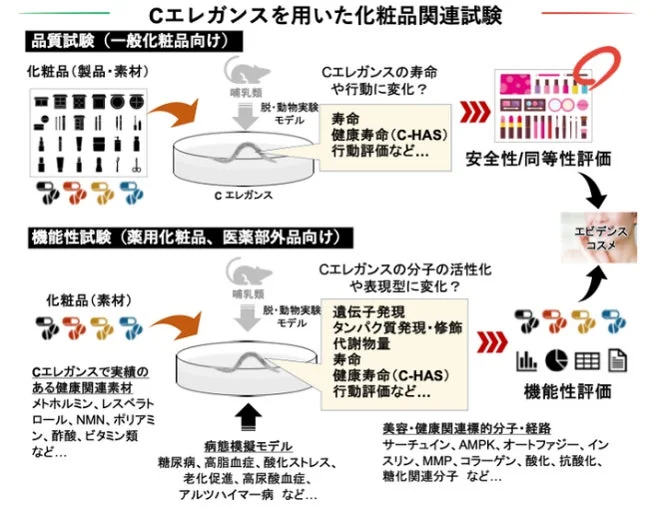 C. elegansを用いた化粧品の品質および機能性試験のフロー図