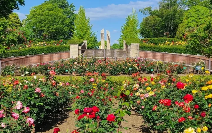 約110種450株の秋バラが彩る！秋留台公園「ローズフェスタ2026秋」で優雅なひとときを