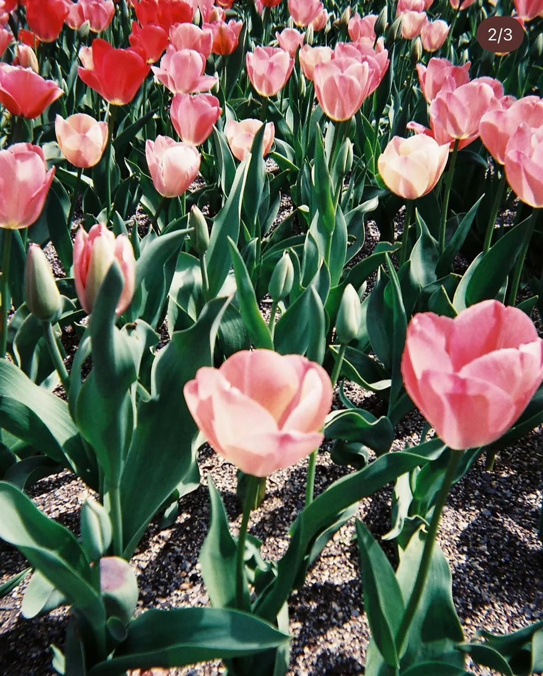 チューリップの花畑