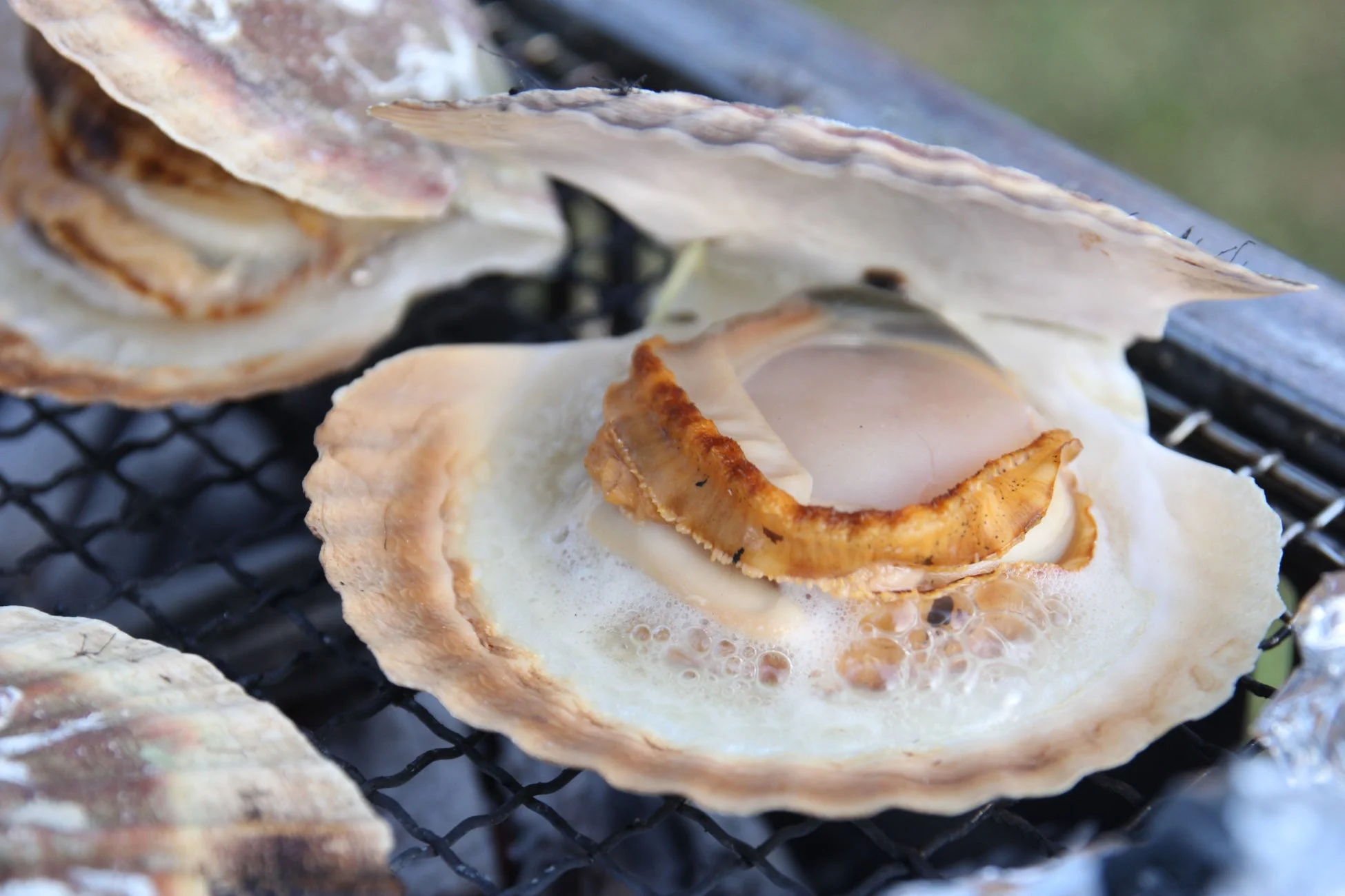 網の上で焼かれるホタテ