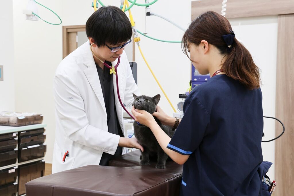 愛猫の急な不調、救急へ行くべき?「猫の集会2026」で救急獣医師・中村俊氏が「救急への上手なかかり方」を講演