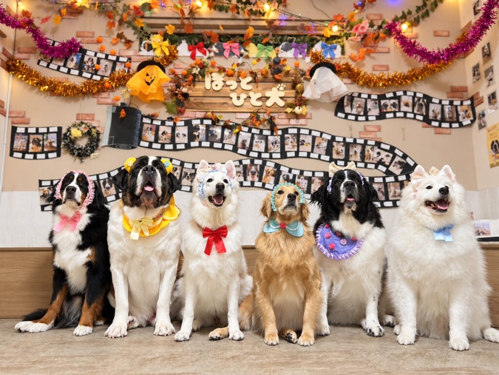 大型犬カフェ ほっとひと犬 2周年イベント開催。参加者20名へのアンケートで「ストレスや疲れが和らいだ」肯定的回答100%