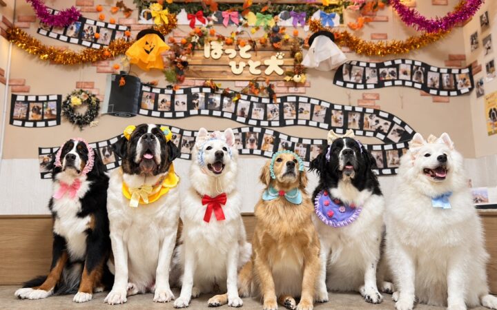 大型犬カフェ ほっとひと犬 2周年イベント開催。参加者20名へのアンケートで「ストレスや疲れが和らいだ」肯定的回答100%