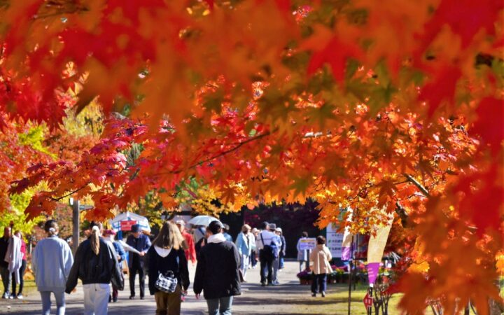 弘前城の秋を彩る「弘前城菊と紅葉まつり」2026年10月30日から開催！