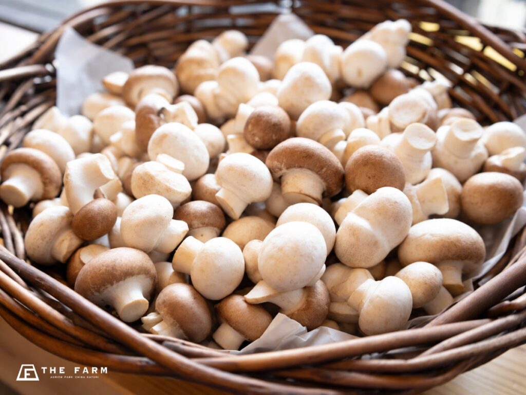 【農産物詰め放題祭り】秋冬の味覚を袋いっぱいに!千葉・香取「THE FARM BASE」にて開催中