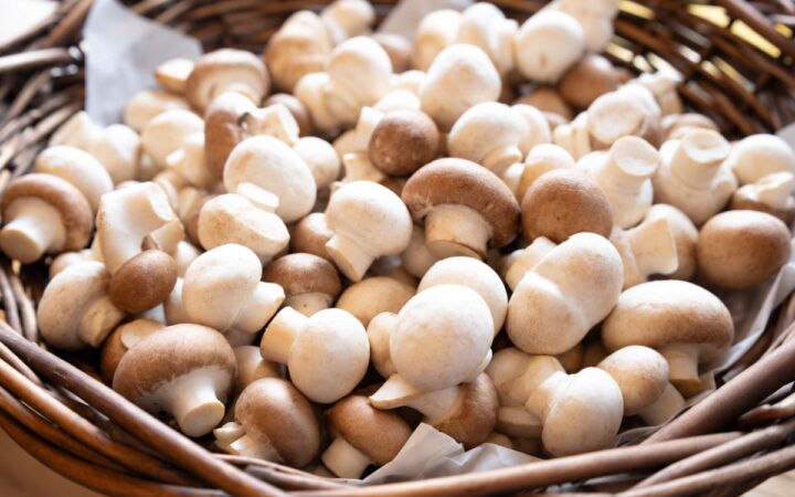 【農産物詰め放題祭り】秋冬の味覚を袋いっぱいに！千葉・香取「THE FARM BASE」にて開催中