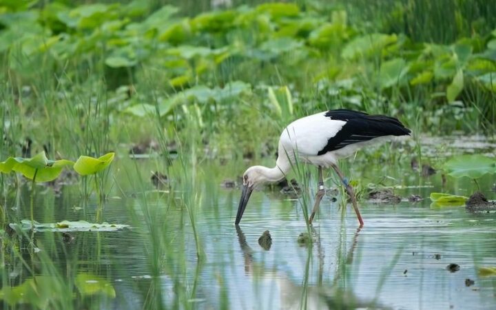【徳島 鳴門】 今年も開催！「コウノトリれんこん」収穫体験♪ SDGsコウノトリ応援 スペシャルデー宿泊プラン☆11月2日、3日 宿泊限定