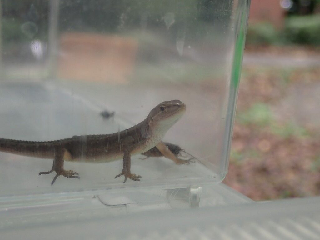 【智光山公園こども動物園】秋の園内で自然と生きものの魅力を発見!「生きものさがしたい(隊)~2026~」10月11日(日)開催